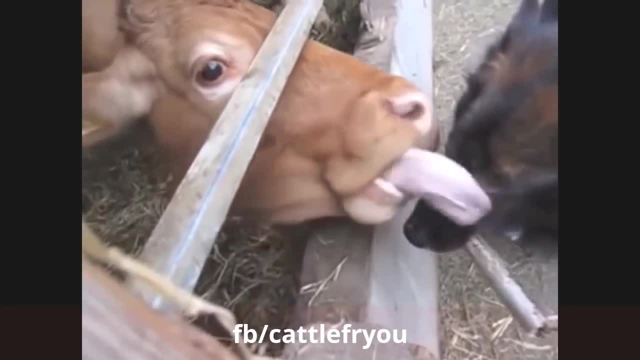 Animals Attack Funny Videooo