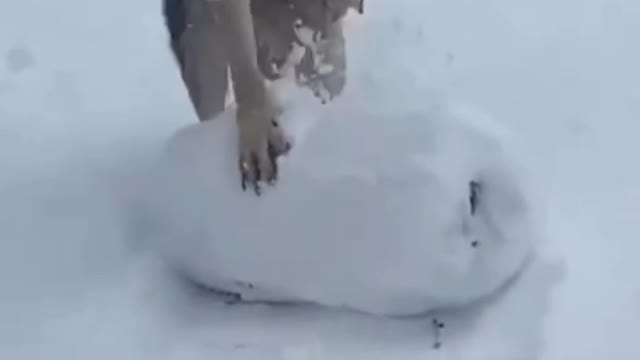 dog playing snow