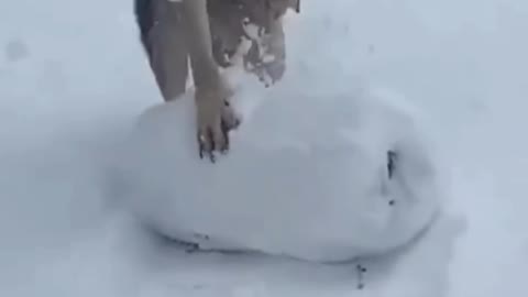 dog playing snow