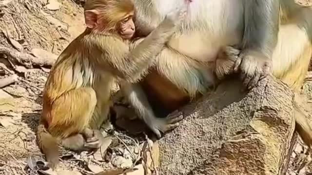 Baby Monkey Big Monkey Nipples Press Funny Video