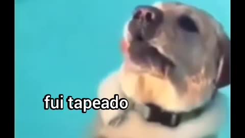 Siga @Animalgram_Memes para mais