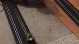 Cat loves to play cars
