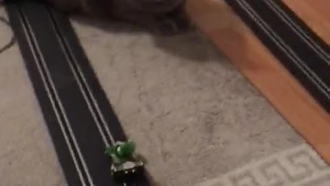 Cat loves to play cars