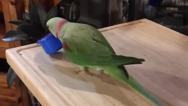 FUNNIEST PARROTS - Cute Parrot And Funny Parrot Videos Compilation [BEST OF]