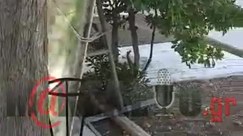 Κηδεία Φώφης Γεννηματά