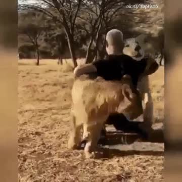 After a long time, growing up with the lions:Спустя долгое время,растования со львами