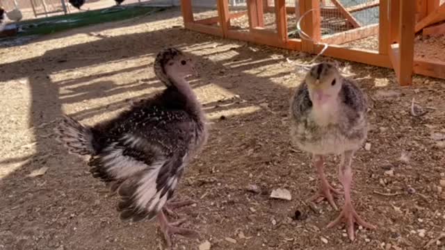 Curious baby turkeys