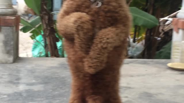 The smartest poodle dog in my house