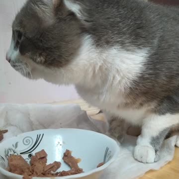 My cat eats