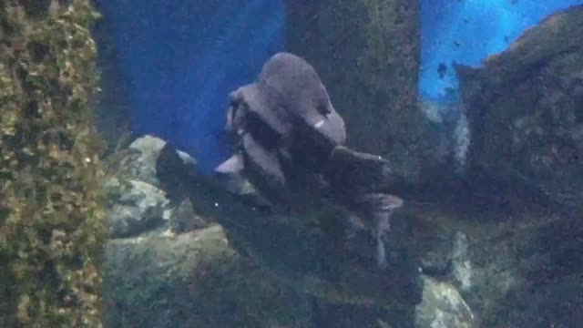 Strange Humpback Fish.