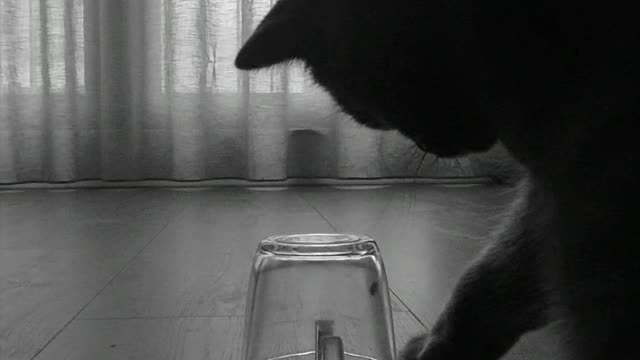 Cat Fascinated By Fly Trapped Under Glass