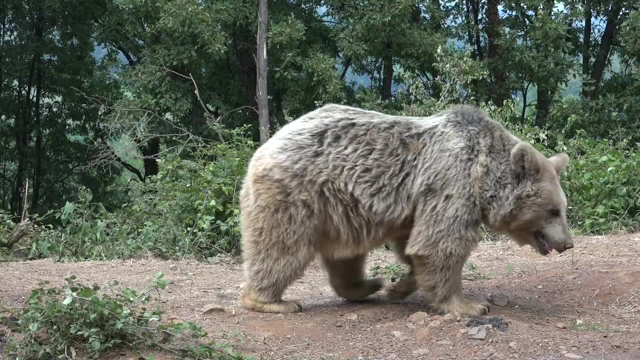 Bear walking in the forest