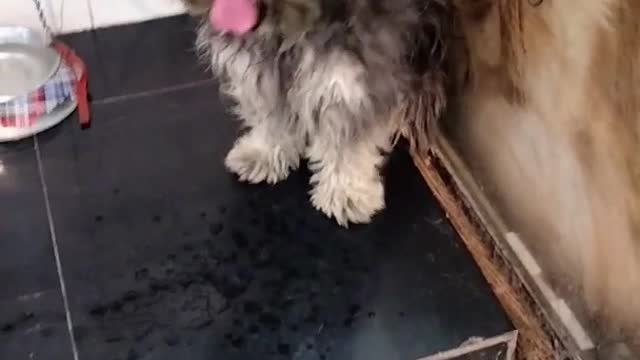 From the Kingdom of Awais on I have chosen this cute dog video to share with you. I hope you like it