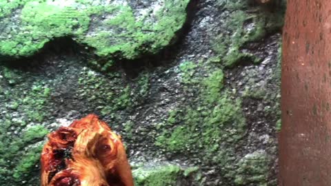 Gabriel the crested gecko.