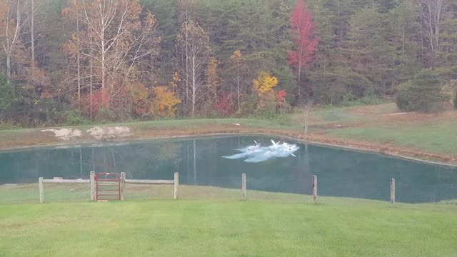 Rescued Geese Fly to Pond For Quick Dip