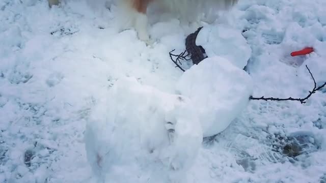 Collie dog digs at a snow man