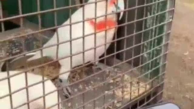 Hilarious Bird Rocks 50 Cents song