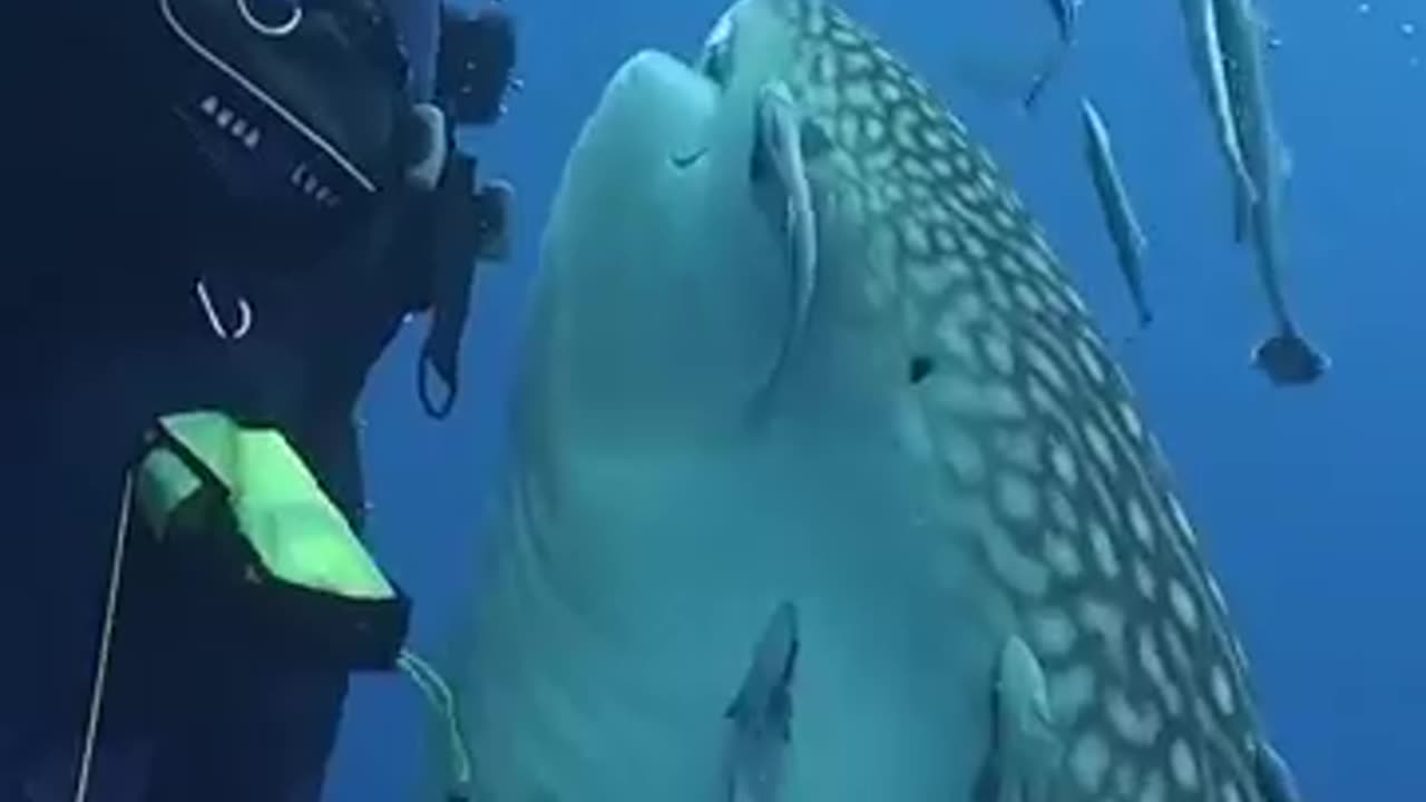 Diving with sharks Whale shark