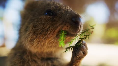 Cute Quoka Eating Rosemary | Funny Animals