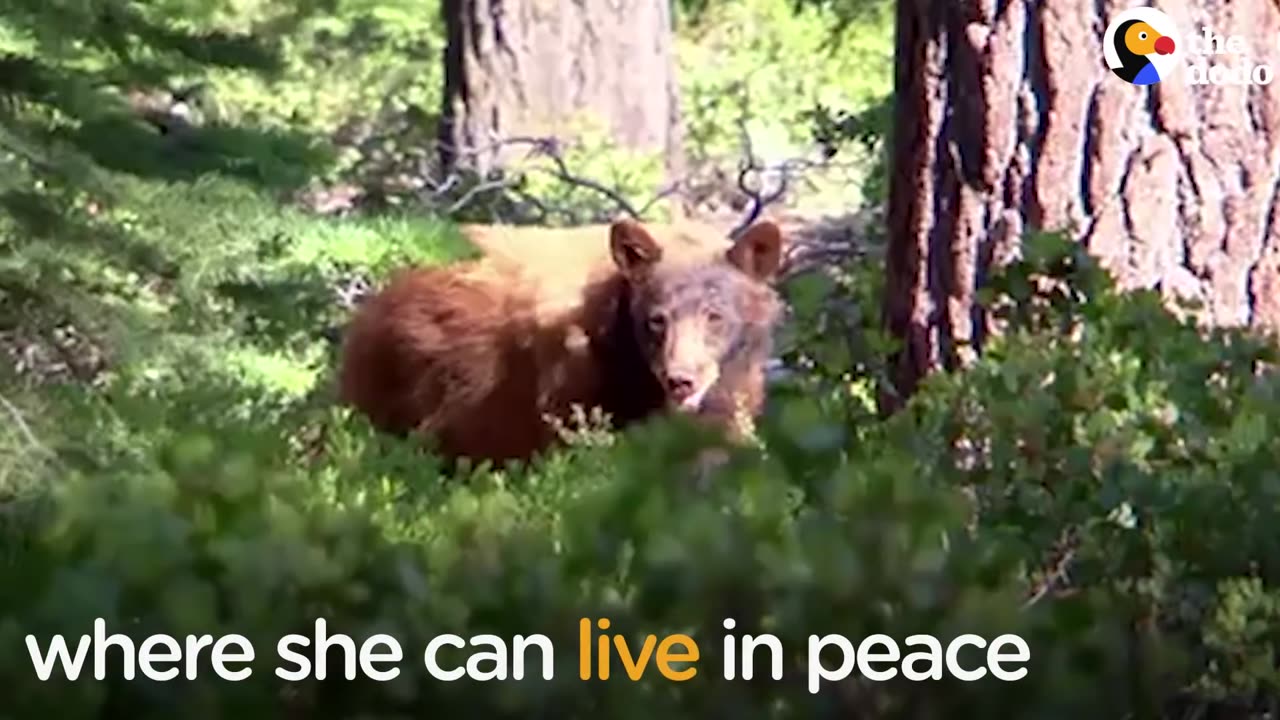 Bear Hiding Under House Gets A Little Help | The Dodo