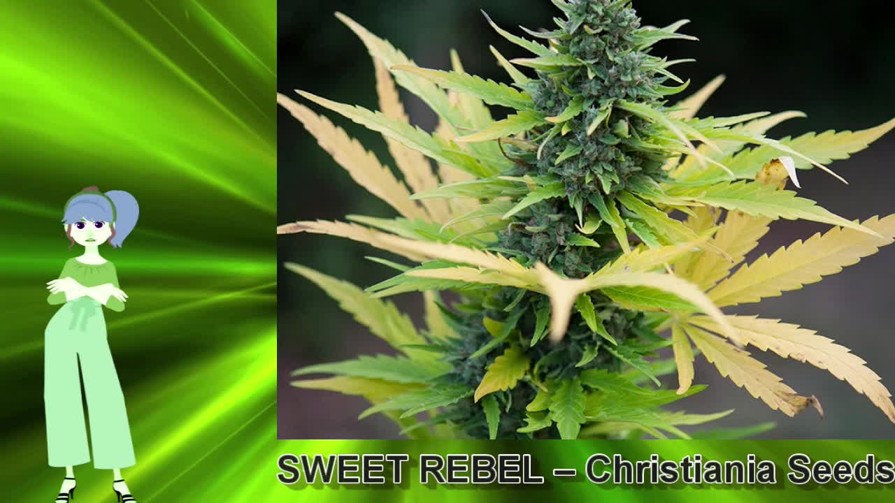 SWEET REBEL – Christiania Seeds