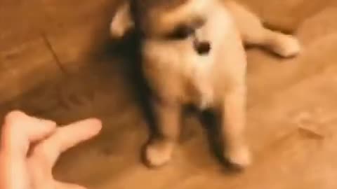 There’s an Oscar in this good boys future 🥰😂