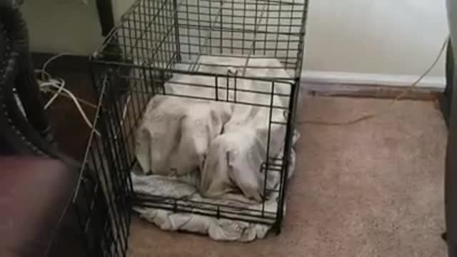 Goofy dogs get themselves stuck under their blanket