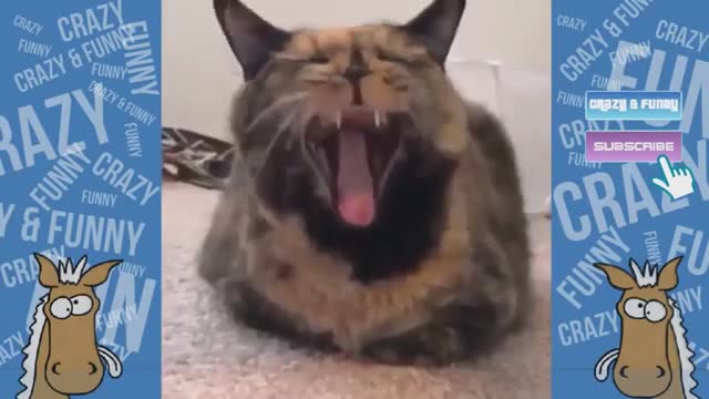 Hilarious animals voiceovers