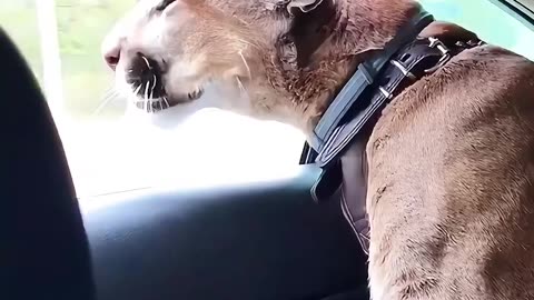 A couple saved a mountain lion lying on the road