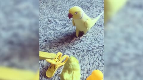 Funny animals video 😂😂😂