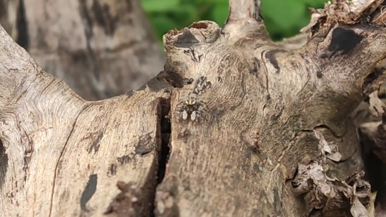 a flycatcher spider