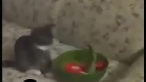 Funny animal videos 🤣🤣🤣