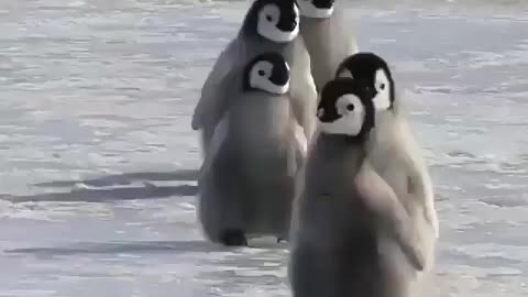 Funny animals Pingu