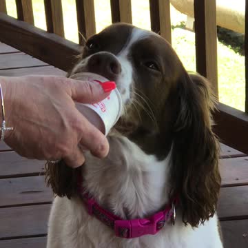 Dixie Eating IceCream