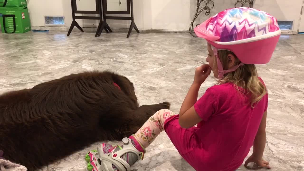 Dog pulls then says forget it