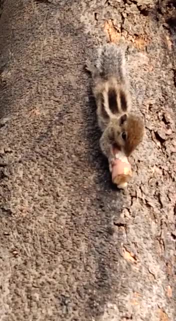 sequrel eating Topico