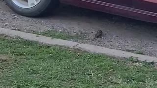 Birds Battle in Driveway