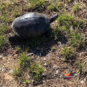 CHECK OUT OUR TURTLE FRIEND!