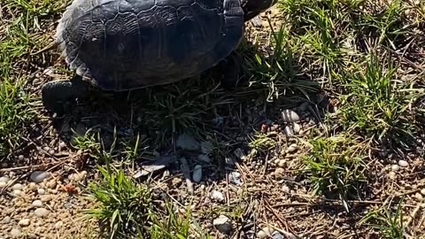 CHECK OUT OUR TURTLE FRIEND!