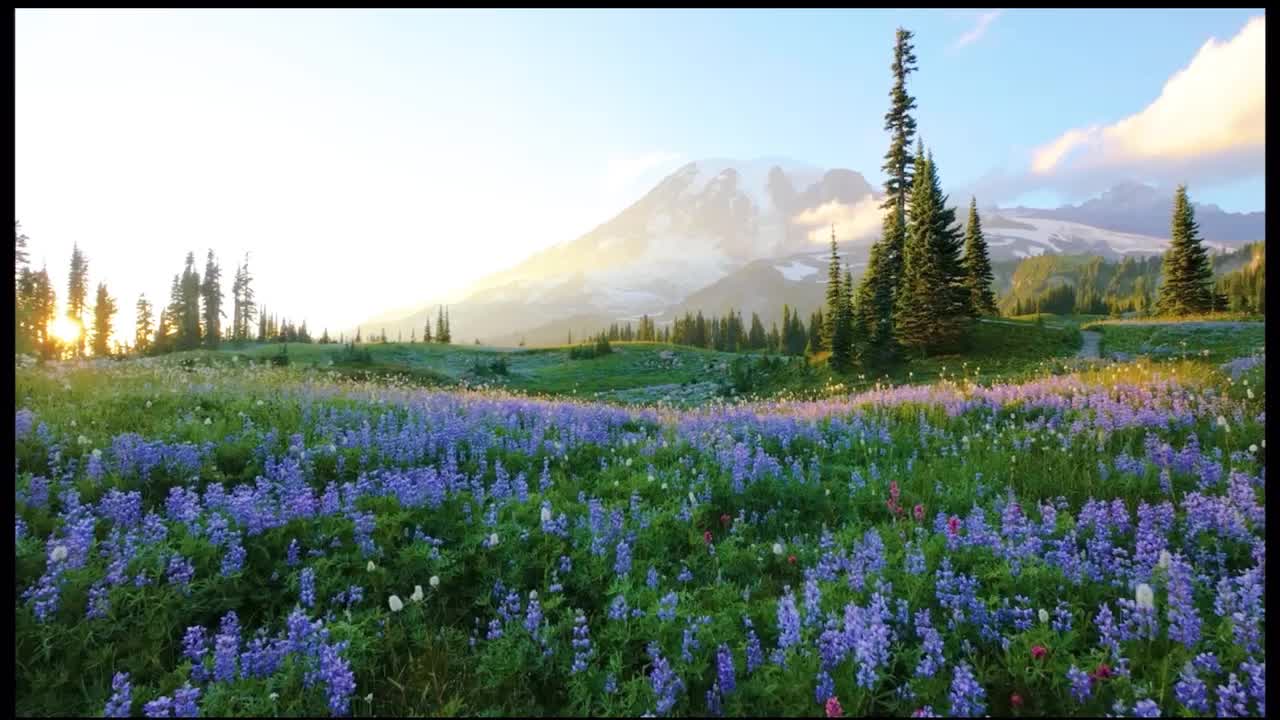 wild flowers of mount rainer