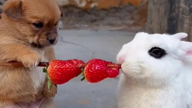 Cute dog and rabbit❤️🥺