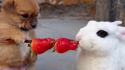 Cute dog and rabbit❤️🥺