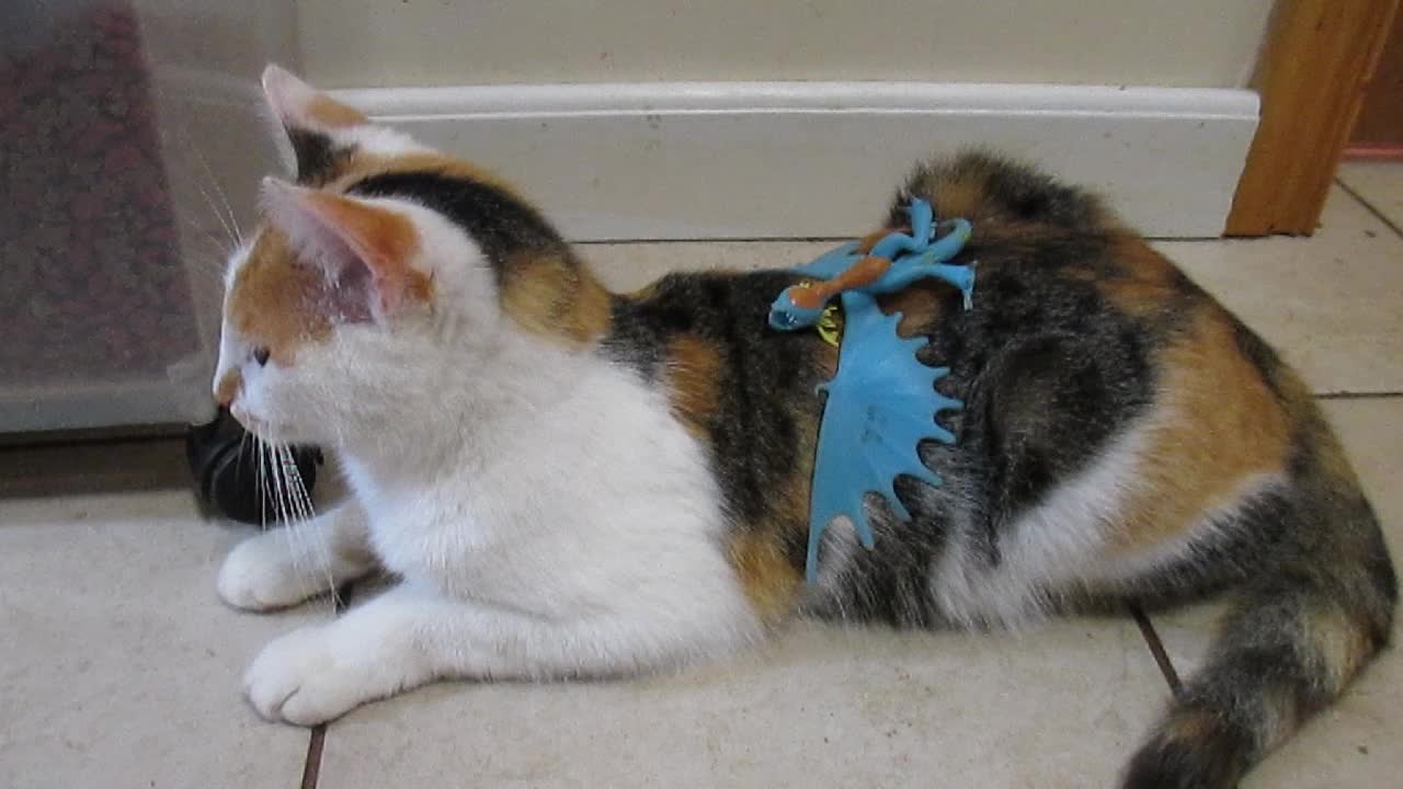 How to train your cat to stay