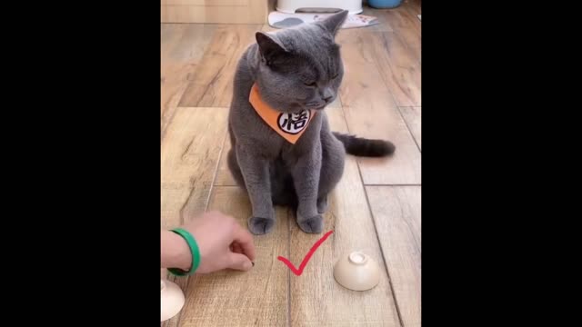 Funny animals videos to watch daily