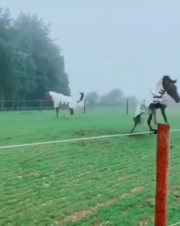 Cute & Funny Animals Videos 🐕‍🦺 Pets, Dogs & 🐱 Cats Compilation 2022