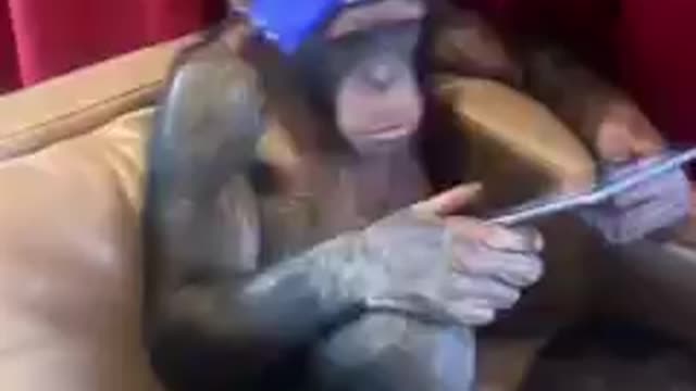 Gangsta monkey