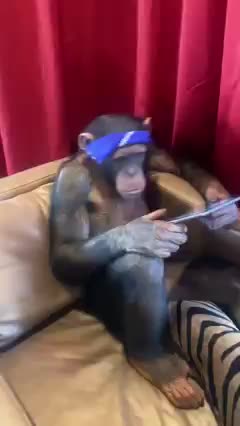 Gangsta monkey