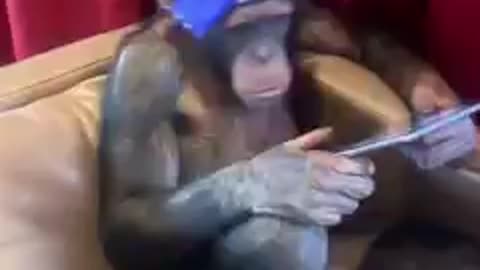 Gangsta monkey