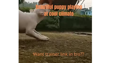 A beautiful puppy playing with human clothes😀😀