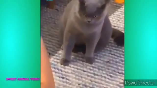 Cute & Funny Animals Videos 🐕‍🦺 Pets, Dogs & 🐱 Cats Compilation 2022